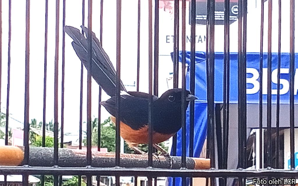 burung berkicau asia murai batu jambi