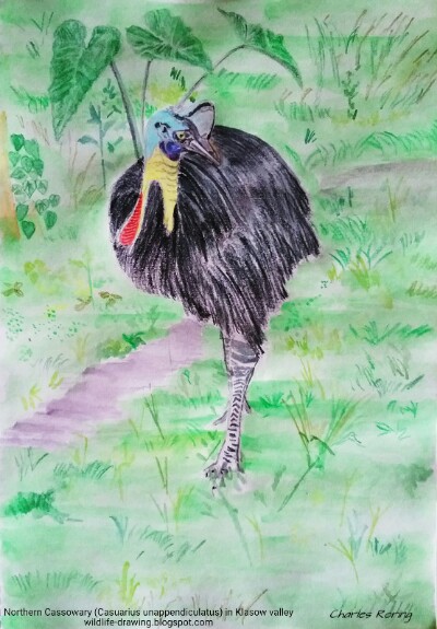Northern Cassowary bird (Casuarius unappendiculatus)