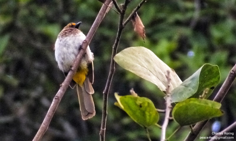 Birdwatching in Java and Bali Orange-spotted Bulbul (Pynonotus bimaculatus)