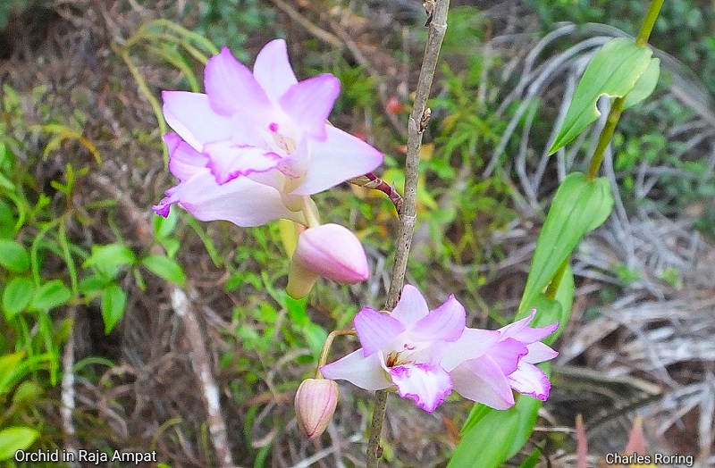 Orchid in Raja Ampat islands of Indonesia terrestrial orchid in Waigeo island