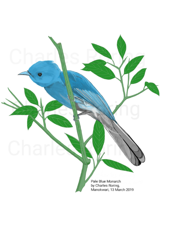 Pale Blue Monarch Bird