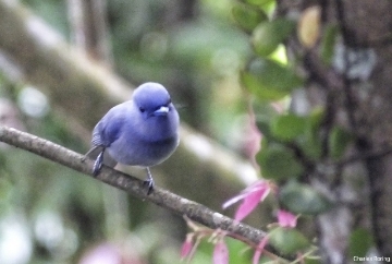 Pale Blue Monarch (Hypothymis puella)