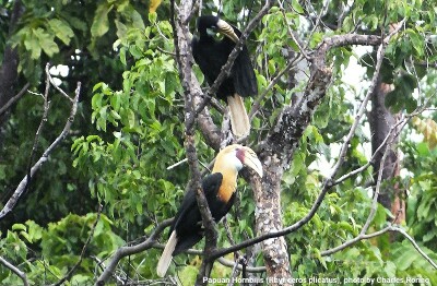 Blyth's Hornbill (Rhyticeros plicatus)