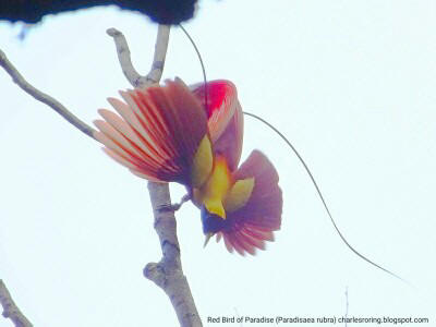 birdwatching in Raja Ampat Red Bird of Paradise in Waigeo island of Raja Ampat