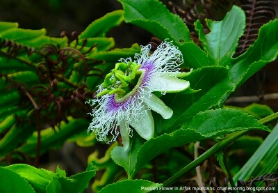 passion flower in Arfak mountains