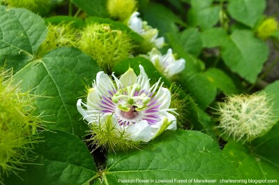 passion flower in lowland forest of Manokwari