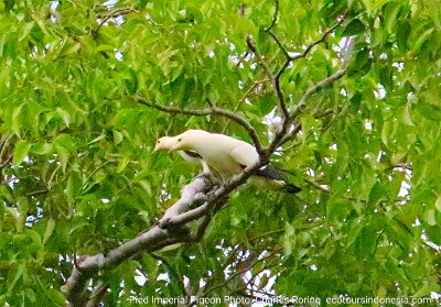 bird of raja ampat Pied Imperial Pigeon