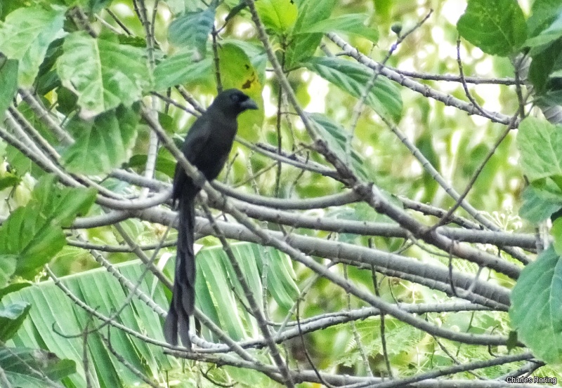 bird of bali