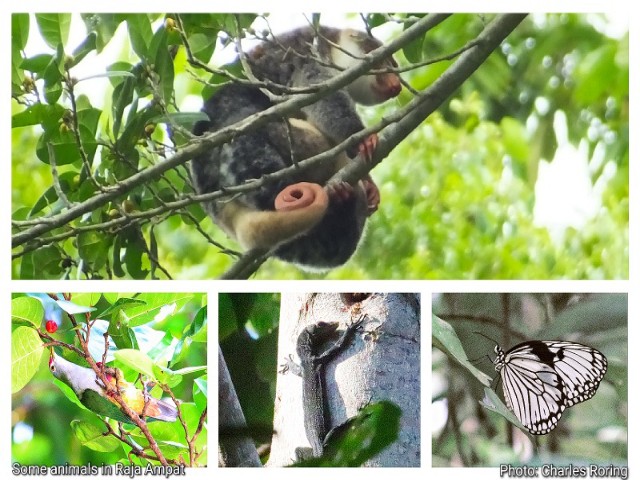 wildlife watching in Indonesia raja ampat rainforest tour