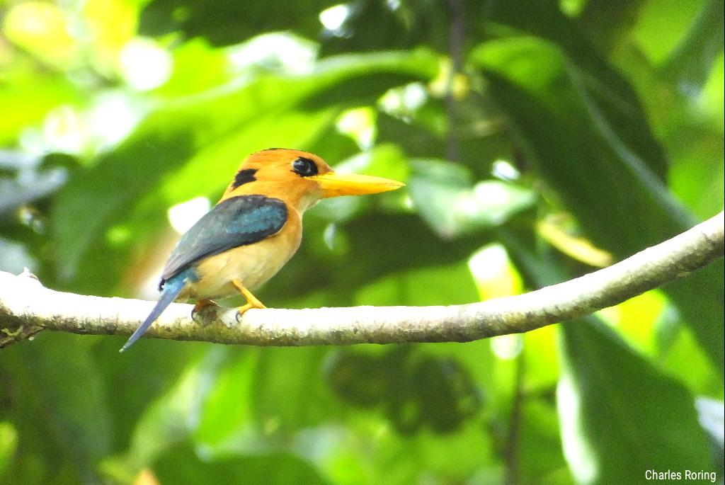 Yellow-billed Kingfisher in tropical rainforest of Sorong regency of West Papua