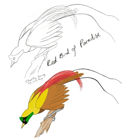 paradise bird art Pencil sketch and colored drawing of Red Bird of Paradise