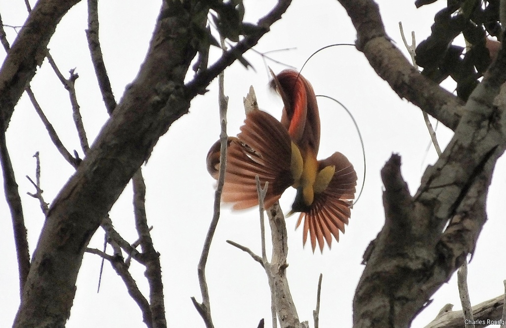 Red Bird of Paradise (Paradisaea rubra) in Warkesi forest of Waigeo island