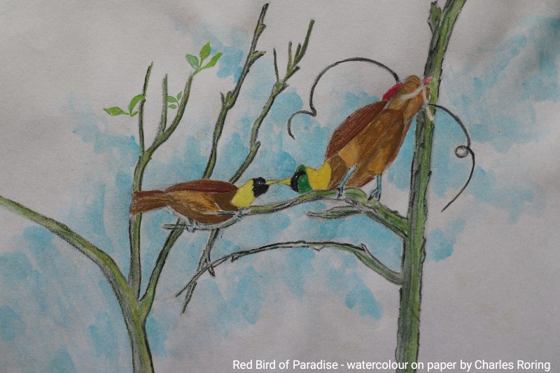 Waterclour sketxh of Red Bird of Paradise
