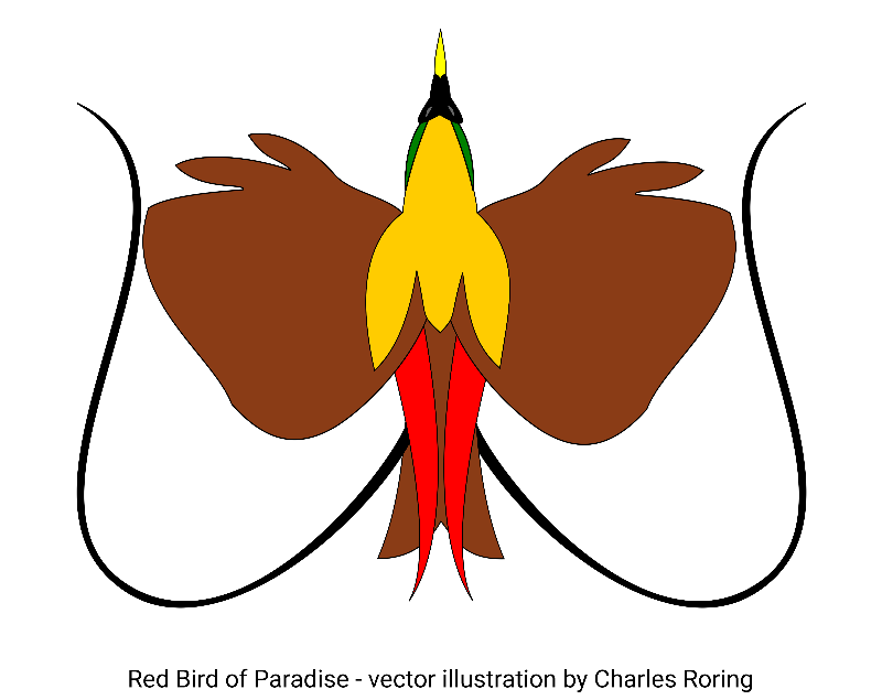 digital illustration of Paradise Bird Red Bird of Paradise Vector Drawing