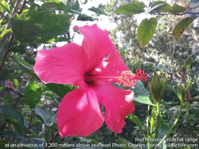 Red Hibiscus Flower in Arfak mountains at the elevation of 1,300 meters above sea level.