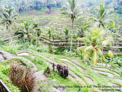 Rice Terrace Landscape in Tegalalang village of Ubud - Bali