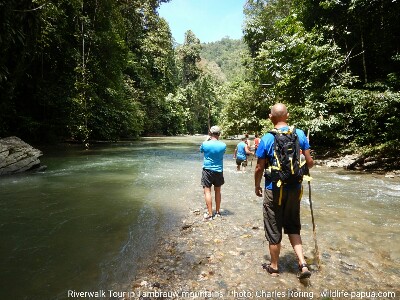rainforest tour in Indonesia Tourists from Poland were doing riverwalk tour in Tambrauw regency of West Papua.