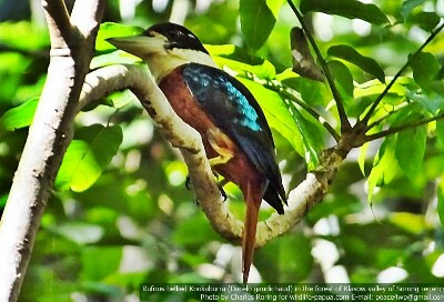 birding in west papua Rufous-bellied Kookaburra in Sorong forest of Indonesia