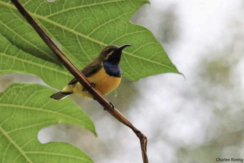 Olive-backed Sunbird (Cinnyris frenatus) in rainforest near Sorong city
