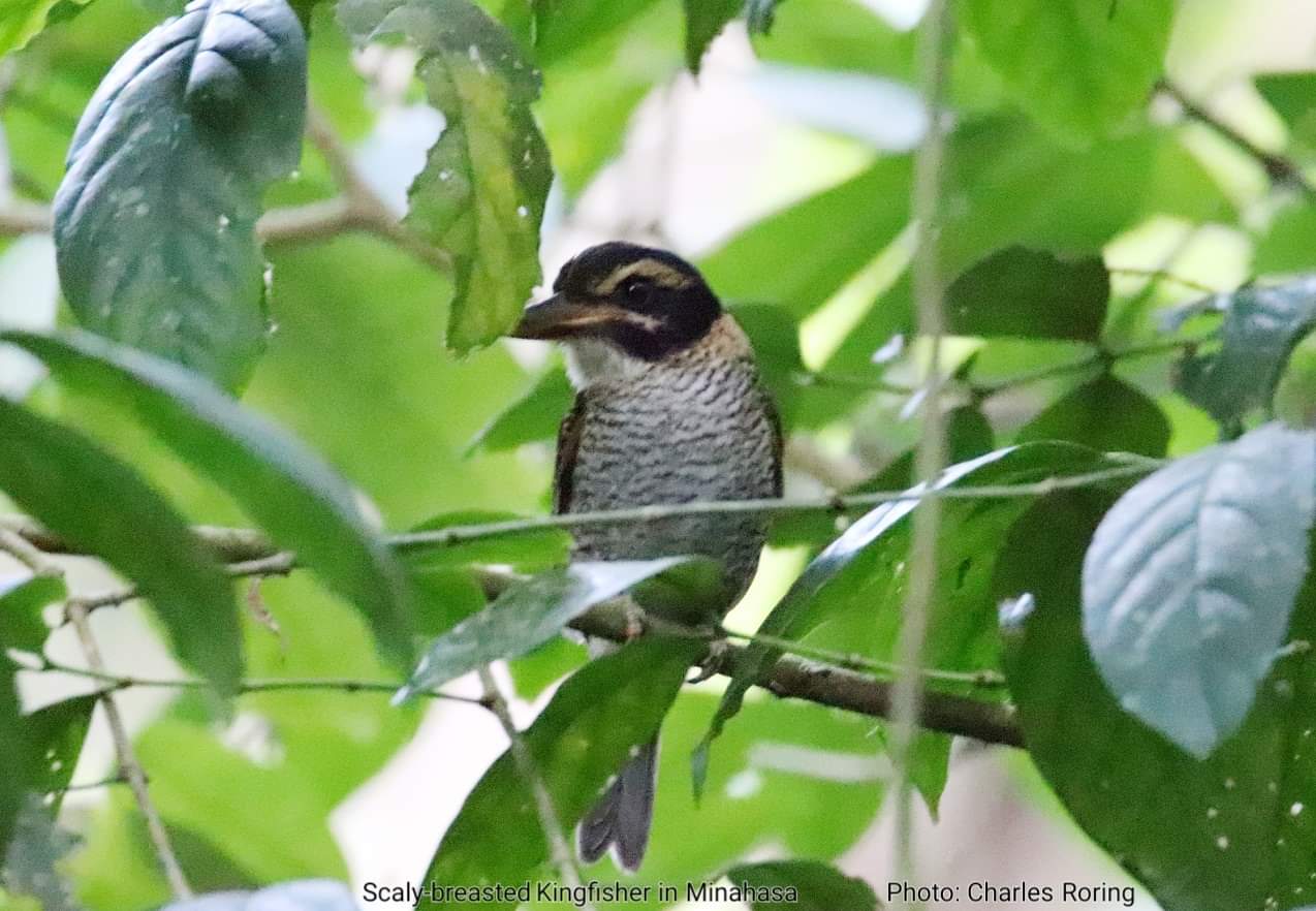 Scaly Kingfisher in Minahasa highland