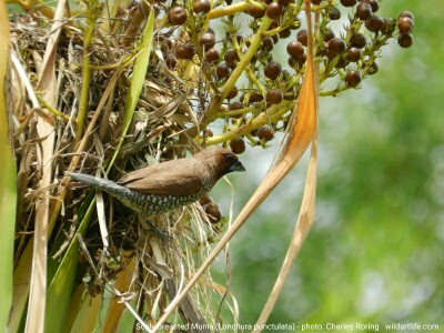 Scaly Breasted Munia in Bali