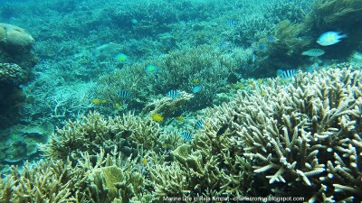 marine tourism in Raja Ampat islands Snorkeling Photo from Raja Ampat