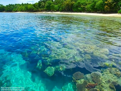 Snorkeling in Raja Ampat archipelago.