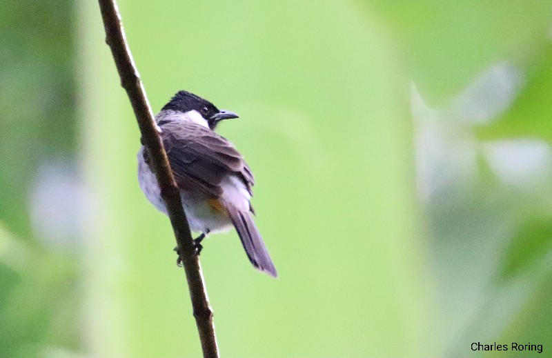 birdwatching at the outskirt of Manado city Sooty-headed Bulbul