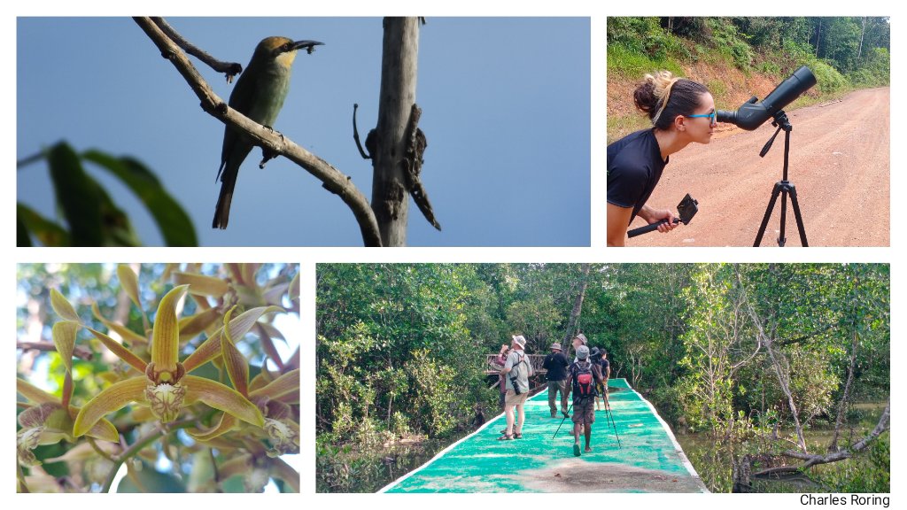 private tour in Sorong city nature watching, birdwatching, wildlife watching in Sorong's forest