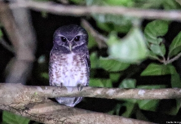 Speckled Boobook in Tangkoko National Park