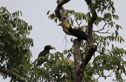 Sulawesi Hornbill (Rhabdotorrhinus exhartus)