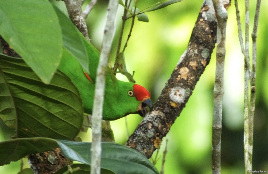 Sulawesi Hanging Parrot (Loriculus stigmatus)