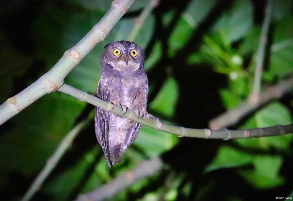 bird watching walk in District Sonder of Minahasa Sulawesi Scops Owl