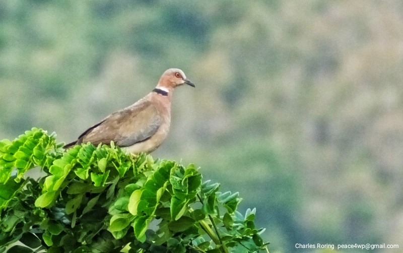birdwatching and sightseeing in Bali Sunda-collared Dove (Streptopelia bitorquata) in West Bali