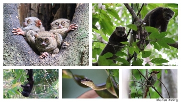 wildlife tour in indonesia Gursky's Spectral Tarsier, Celebes Bear Cuscus, Sulawesi-crested Macaque, in Tangkoko of Minahasa Peninsula