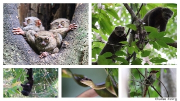 wildlife tangkoko