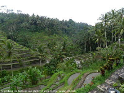 Terraces of Rice Field in Tegalalang Village of Ubud - Bali