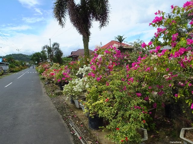 Holiday tour in Minahasa highland Colourful tropical flowers in Tincep