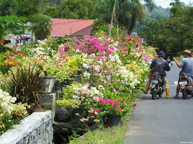 Tincep, the village of flowers