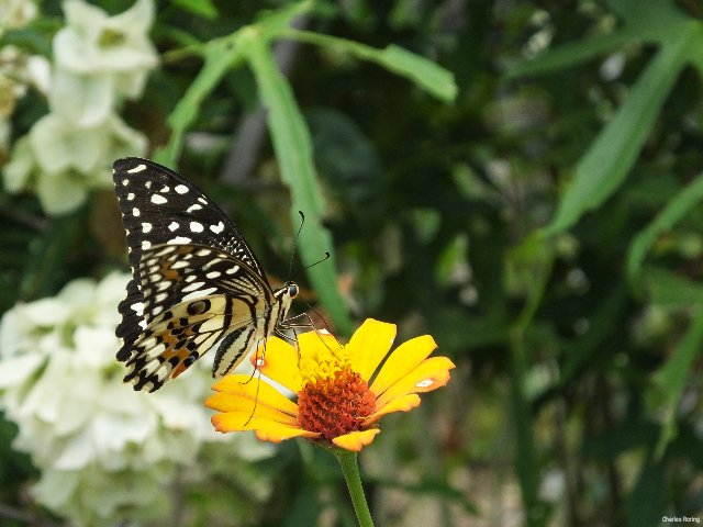 butterflywatching in Minahasa Lime Swallowtail