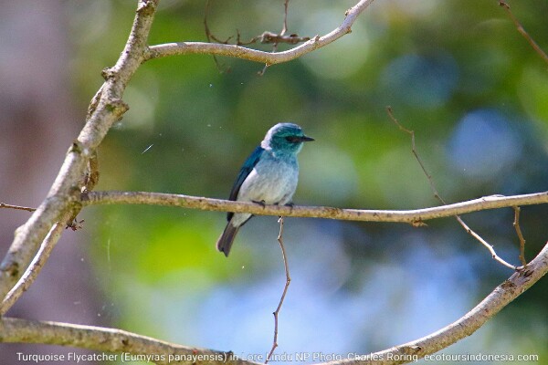 Birding in Sulawesi Turquoise Flycatcher (Eumyias panayensis)