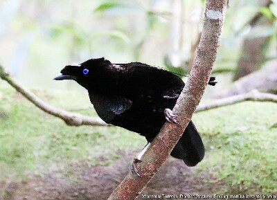 male western parotia