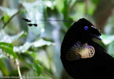 Western Parotia Bird of Paradise a male western parotia bird in Arfak mountains of Manokwari.