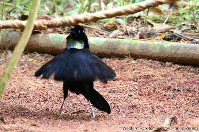 birding in arfak mountains Western Parotia paradise bird