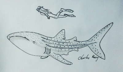 whaleshark drawing