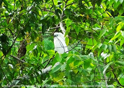 White Cockatoo/ Sulphur Crested Cockatoo in Raja Ampat