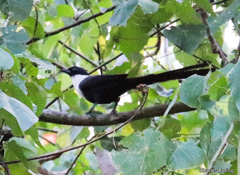 White-necked Myna