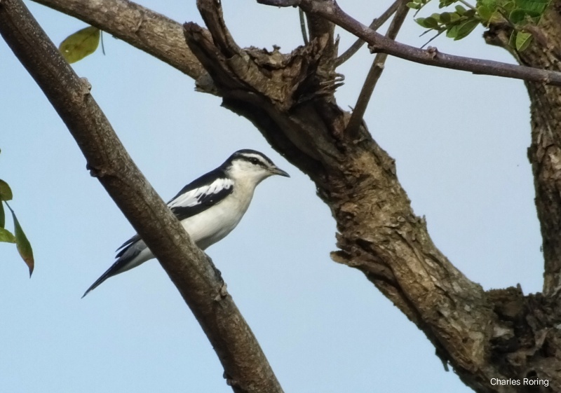 bird of bali White-shouldered triller