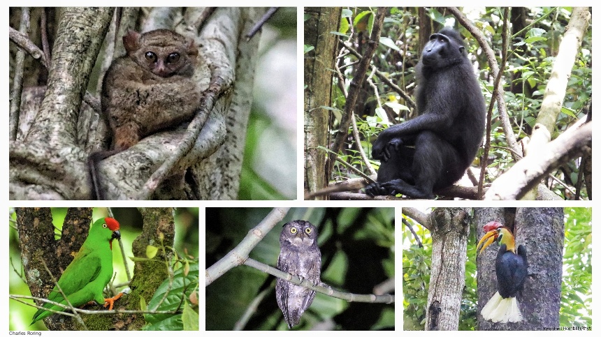 Gursky's Spectral Tarsier, Celebes Bear Cuscus, Sulawesi-crested Macaque, in Tangkoko of Minahasa Peninsula