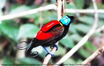 Wilson's Bird of Paradise from Waigeo island of Raja Ampat.